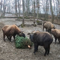 Komentko takinů indických